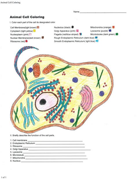 animal cell coloring sheet answers